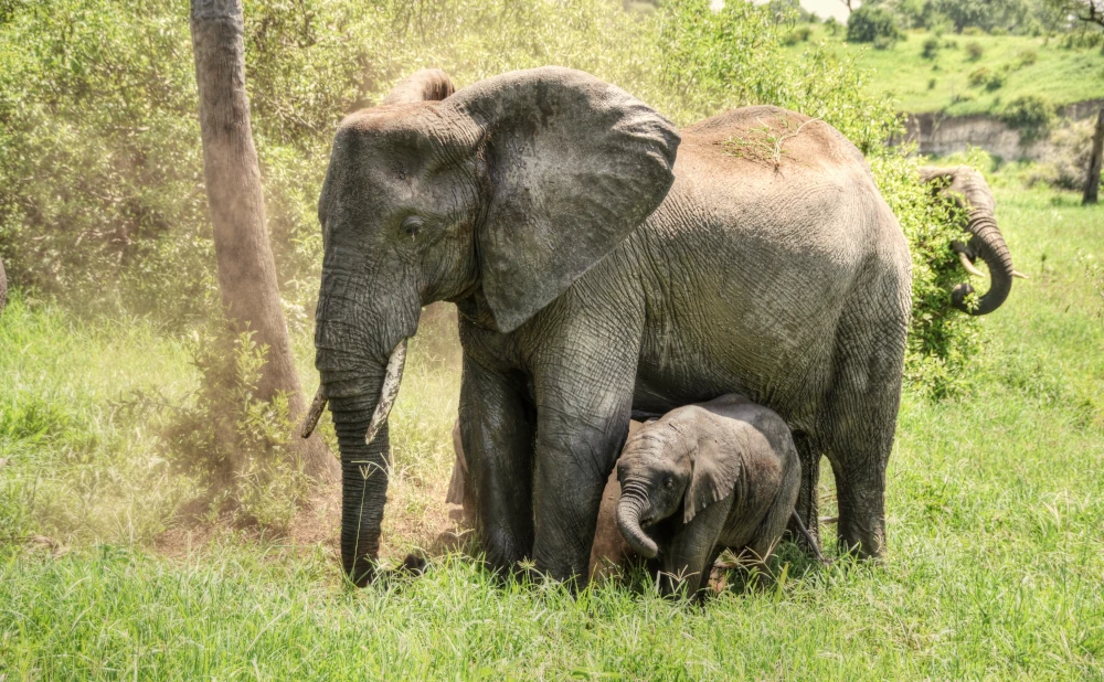 
2 Days Tarangire and Lake Manyara