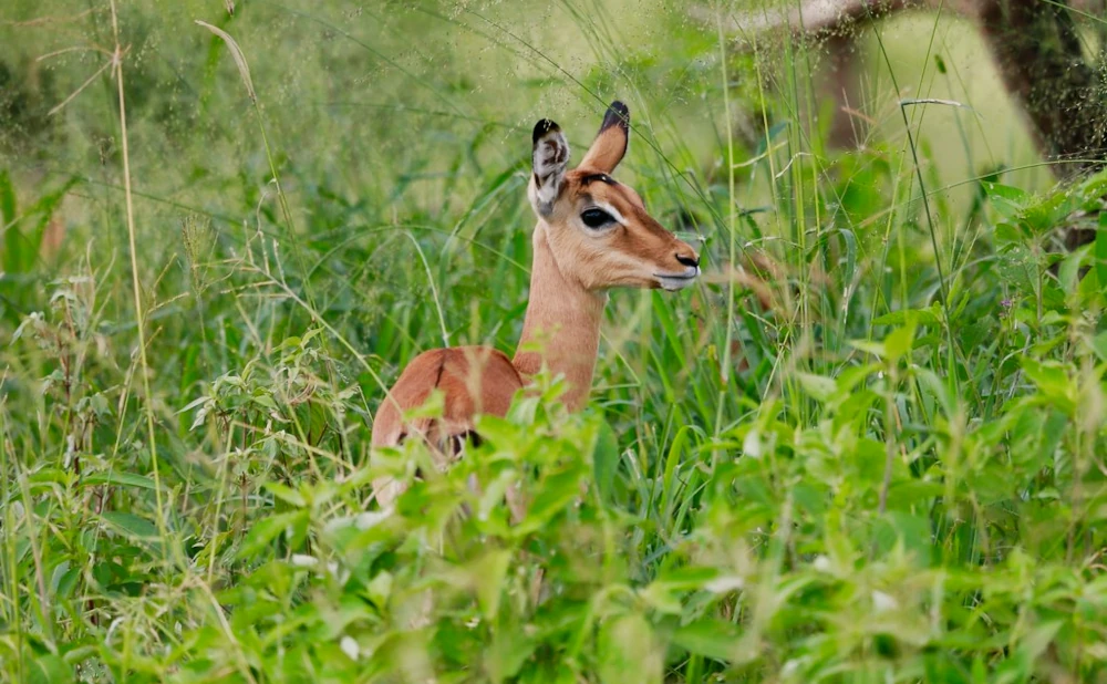 
3 Days Tarangire, Ngorongoro Crater and Lake Manyara