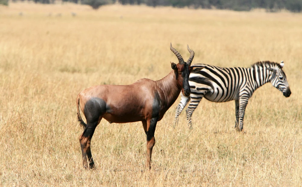 
7 days Serengeti Wildebeest Migration Safari