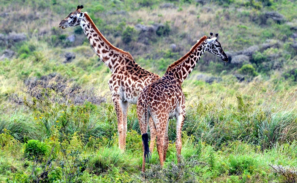 
Arusha National Park Day Trip