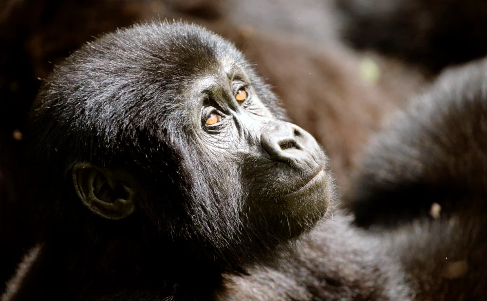 
Where to See Chimpanzees and Gorillas in East Africa