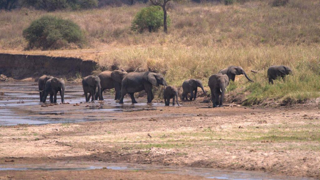 a group of elephants walking in a river