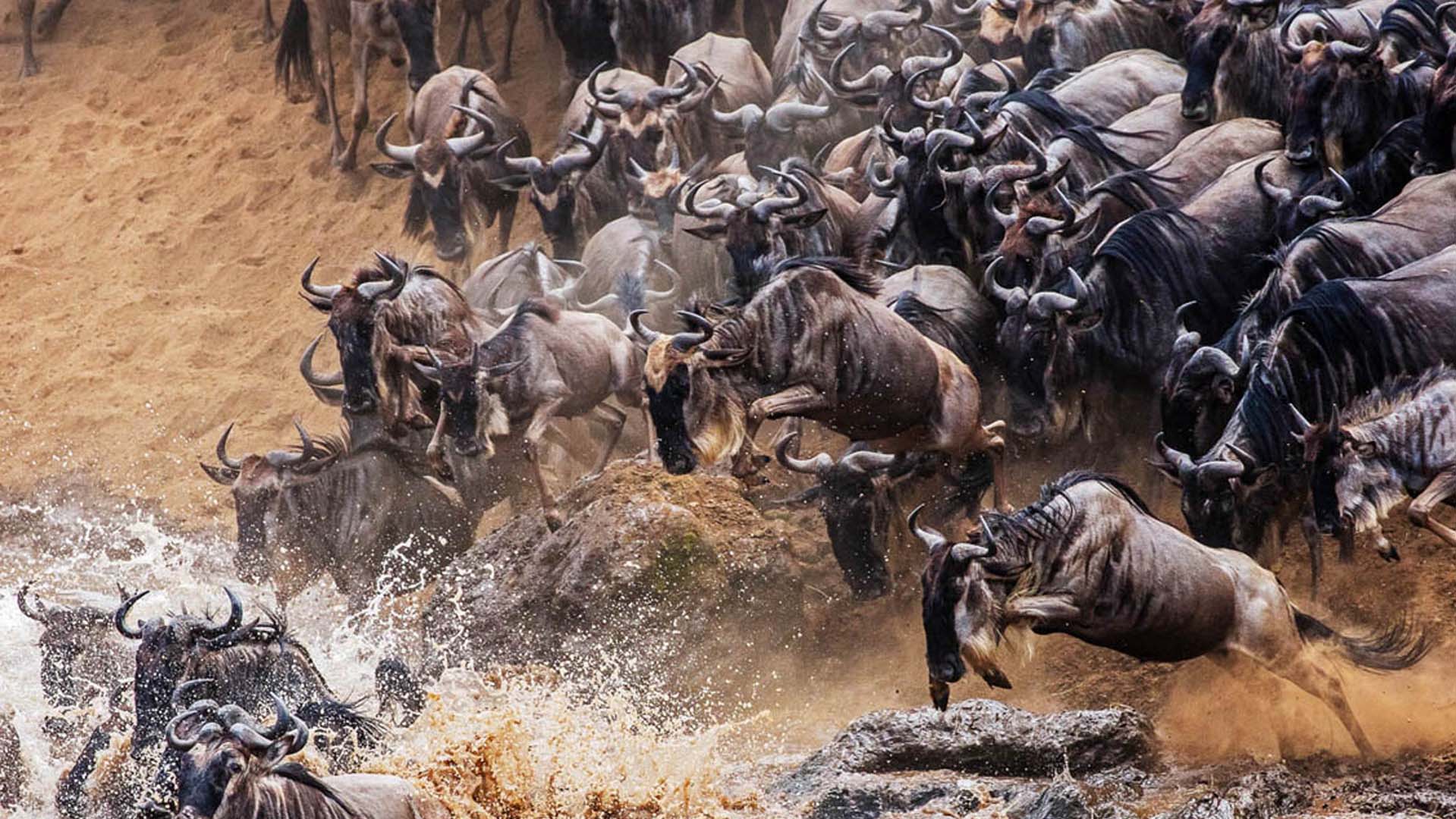 wildebeest Crossing Safari